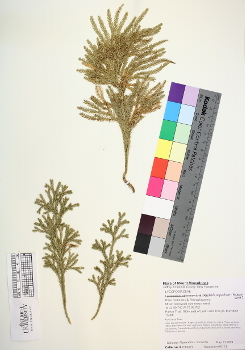 primary herbarium image