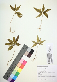 primary herbarium image