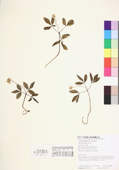 primary herbarium image