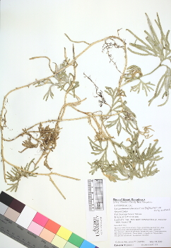 primary herbarium image