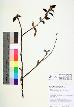 primary herbarium image