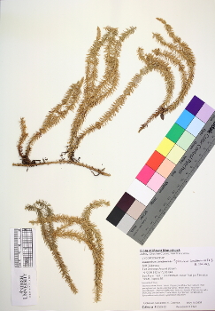 primary herbarium image