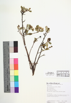 primary herbarium image