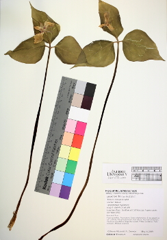 primary herbarium image