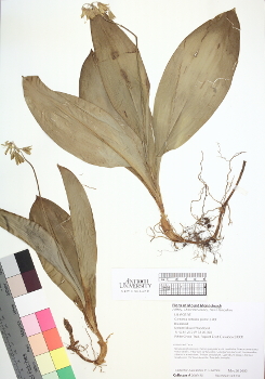primary herbarium image