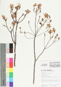 primary herbarium image