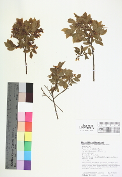 primary herbarium image