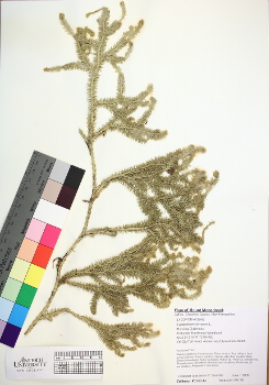 primary herbarium image