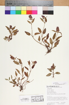 primary herbarium image