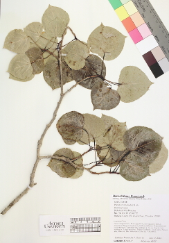 primary herbarium image