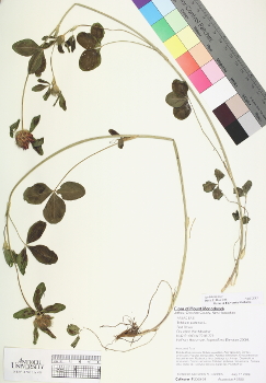 primary herbarium image