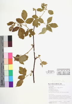 primary herbarium image