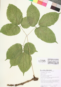 primary herbarium image