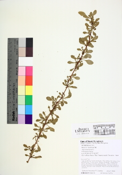primary herbarium image