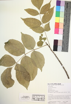 primary herbarium image