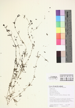 primary herbarium image