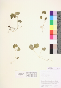 primary herbarium image