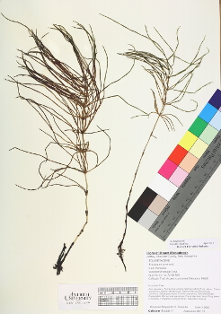 primary herbarium image