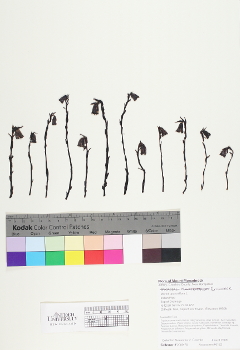 primary herbarium image