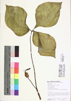 primary herbarium image