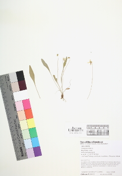 primary herbarium image