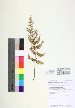 primary herbarium image