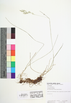 primary herbarium image