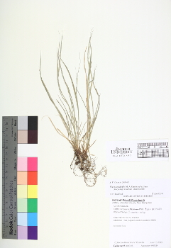 primary herbarium image