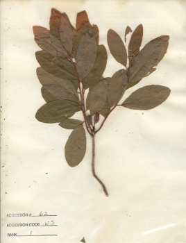 primary herbarium image
