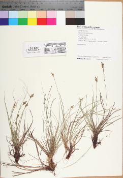 primary herbarium image