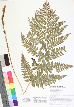 primary herbarium image