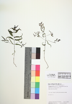 primary herbarium image