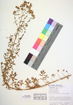 primary herbarium image