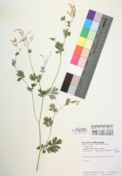 primary herbarium image