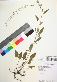 primary herbarium image