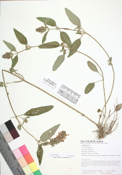 primary herbarium image