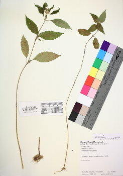 primary herbarium image