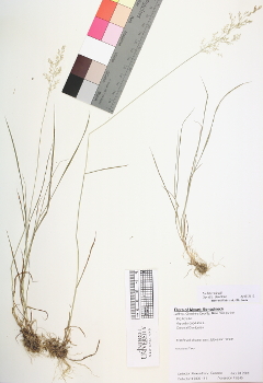 primary herbarium image