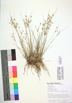primary herbarium image