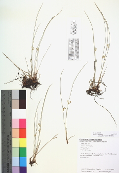primary herbarium image