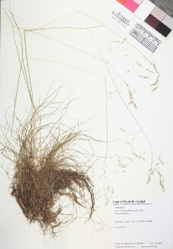 primary herbarium image