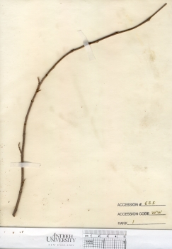 primary herbarium image