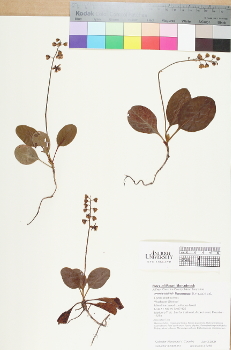 primary herbarium image