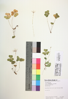 primary herbarium image
