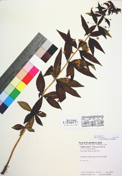 primary herbarium image