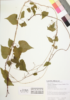 primary herbarium image