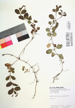 primary herbarium image