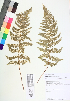 primary herbarium image