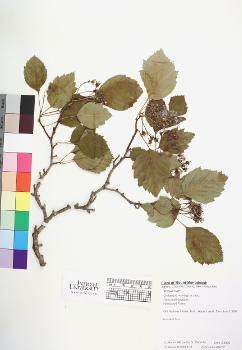 primary herbarium image