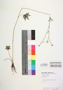 primary herbarium image